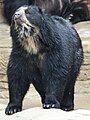 Spectacled Bear