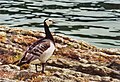 Vogel auf einer Insel im Oslofjord