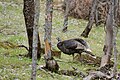 Wild Turkey in Zion National Park, USA