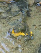 Yellow-bellied Toad - Geelbuikvuurpad - Bombina variegata 01.tif