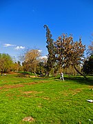 Zona de picnic Poniente.JPG