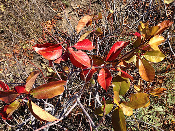 Autumn foliage