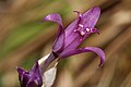 Allium acuminatum