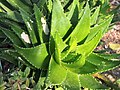 Thumbnail for File:Aloe perfoliata Aloes 2019-04-14 01.jpg