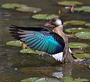 Чирянка бразильська (Amazonetta brasiliensis)