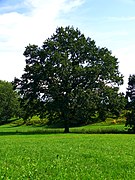 An Old Oak - panoramio (1).jpg