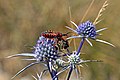 19 Assassin bug (Rhynocoris iracundus) with bee (Apis ssp) prey uploaded by Charlesjsharp, nominated by Charlesjsharp