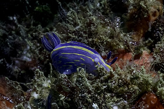 Sea slug (Felimare bilineata), Arrábida Natural Park, Portugal.