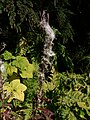 Epilobium angustifolium