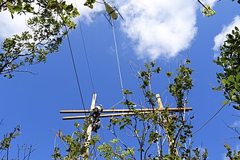 Critical electrical grid infrastructure in Guánica State Forest.