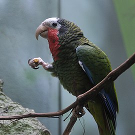 A. leucocephala (Cuban parrot) feeding using its foot
