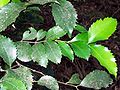 Illawarra socketwood, coppice leaves