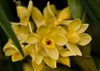 Dendrobium sulcatum