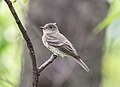 Image 97Eastern wood pewee in Central Park