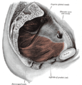 Músculs de la part baixa de l'abdomen.