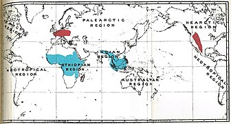 Handbook to the Primates Plate 42.jpg