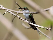 Female perching on a twig, in front-side view, partially hidden behind another twig