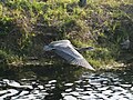 Everglades National Park, Florida