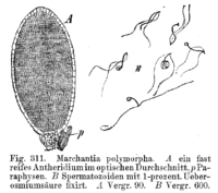 Marchantia polymorpha: antheridium en antherozoïden