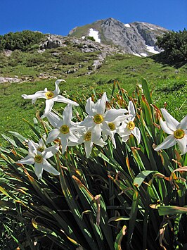 Witte narcis