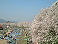 旭川の桜（岡山市）