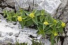 Paederota lutea