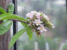 Pereskia grandifolia