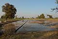 Irrigated land in the Punjab