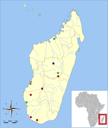 P. sp. was found in five sites in southern Madagascar; P. madagascariensis was found in four sites (one uncertain) in western and central Madagascar; both species were found in a site in central Madagascar.