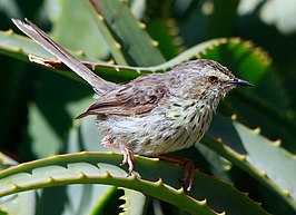 Karooprinia