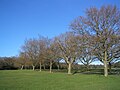 Image 7Trees on Southampton Common in winter (from Portal:Hampshire/Selected pictures)