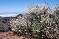 Cytisus supranubius a Teidén