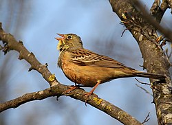 Peltosirkku (Emberiza hortulana)