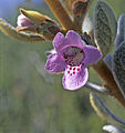 Quoya oldfieldii (Tribù Chloantheae)