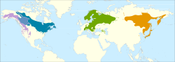 Mapa de distribución de las subespecies :     Alnus incana tenuifolia :     Alnus incana rugosa. :     Alnus incana incana. :     Alnus incana hirsuta.