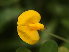 Arachis hypogaea цвет