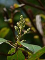 Arbutus menziesii