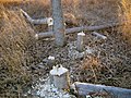 Trees cut down by Beaver in Boyers Chute National Wildlife Refuge, Nebraska