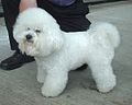 Bichon Frise