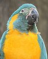 Blue-throated Macaw