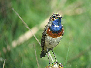 Witgesterde blauwborst, L. s. cyanecula (foto uit Hongarije)