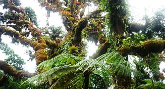 Exuberante bosque nuboso en la Isla del Coco por el sendero a Cerro Iglesias
