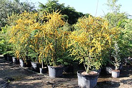 Brya Ebenus (Jamaican Rain Tree, Jamaican Ebony) (28771792162).jpg