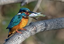 小魚を捕食するカワセミ