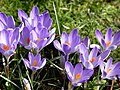 Crocus vernus ‘Vanguard’