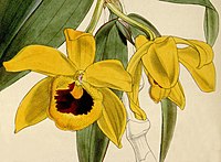 Dendrobium ochreatum