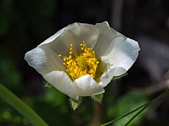 Dryas octopetala 01.JPG