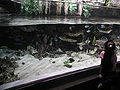 Entrance to tropical gallery, designed to replicate a tropical coral reef lagoon