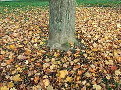 FALLEN MAPLE LEAVES 03.jpg