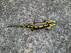 Gebänderte Unterart (Salamandra salamandra terrestris)